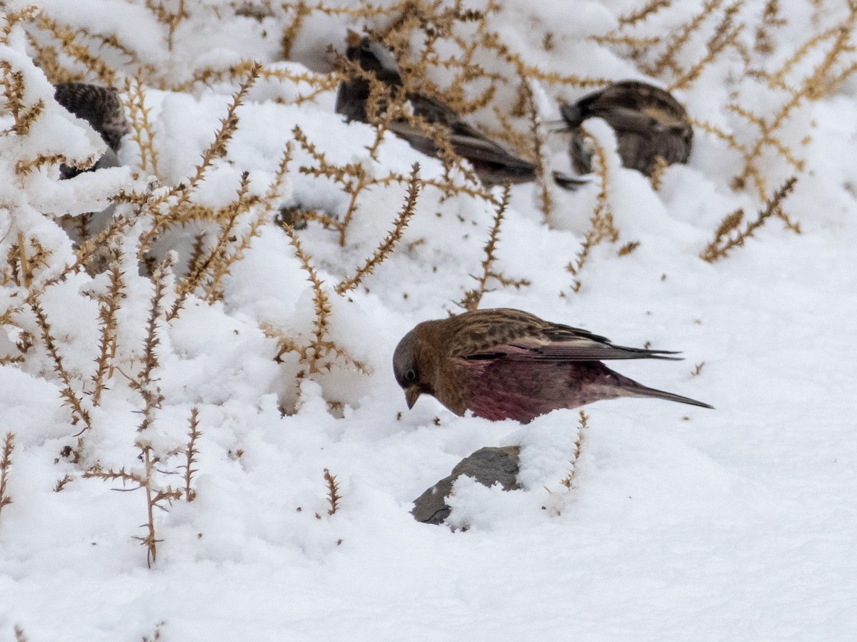 pěnkavice coloradská - ML645754591