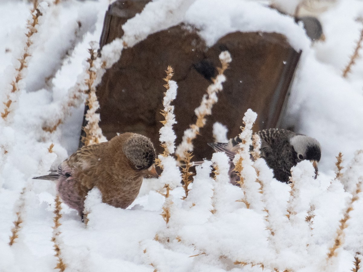 pěnkavice coloradská - ML645754592