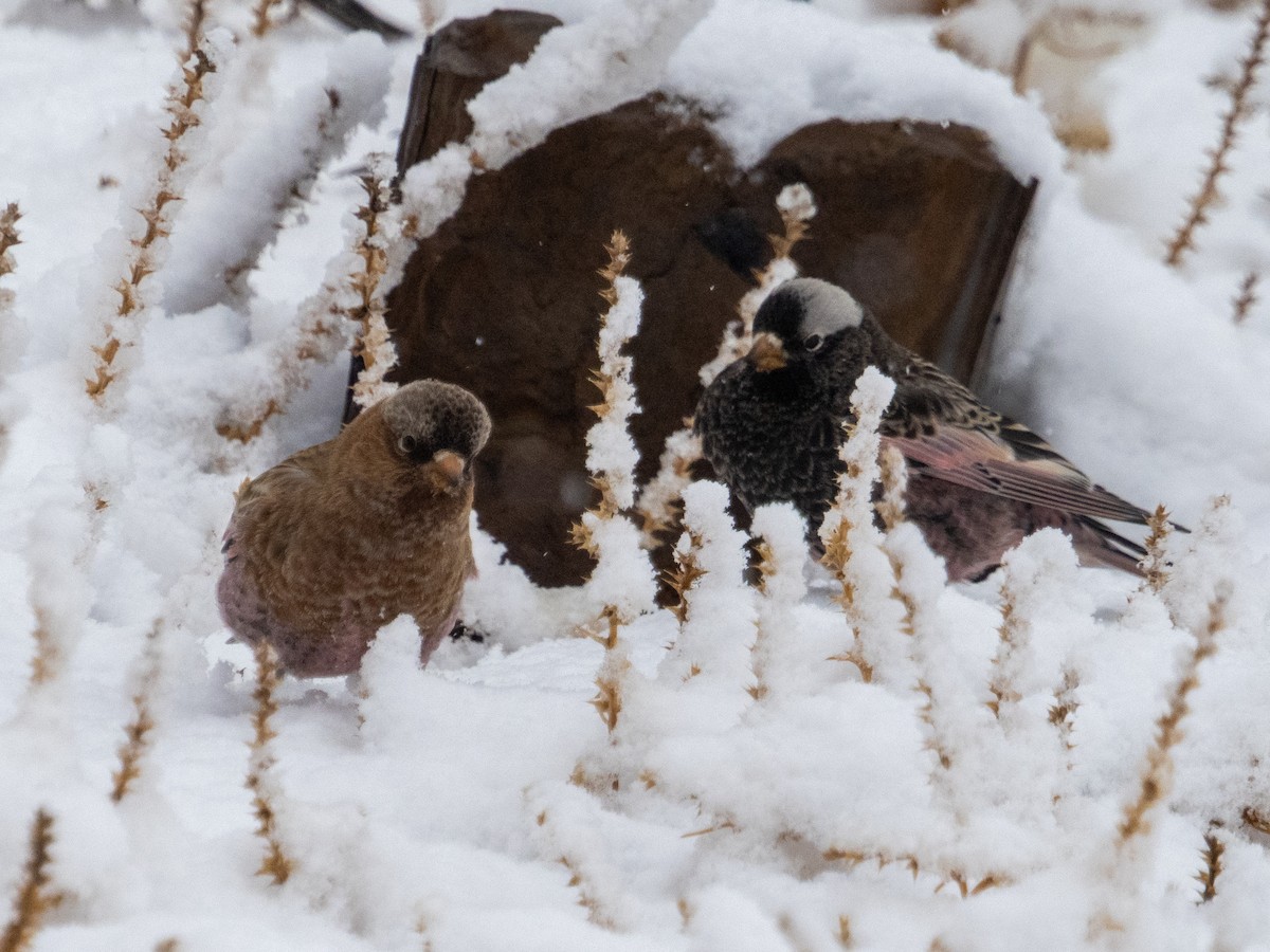 pěnkavice coloradská - ML645754593