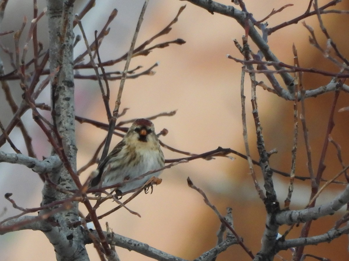 Дөлөн цэгцүүхэй - ML645754598