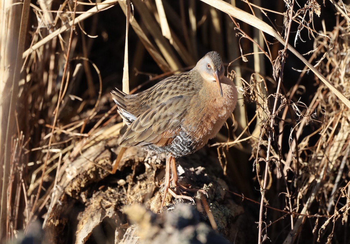 Пастушок віргінський - ML645754609