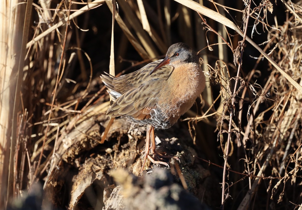 Пастушок віргінський - ML645754611