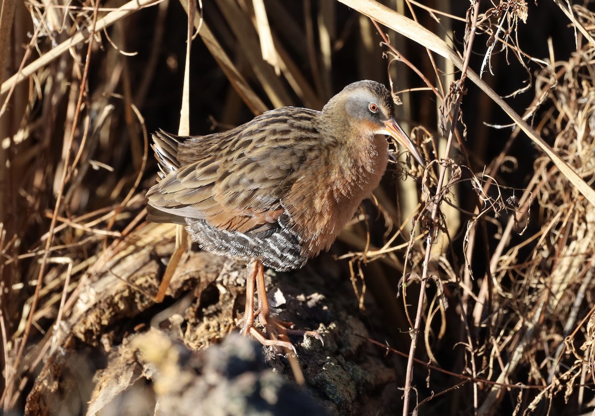 Пастушок віргінський - ML645754612