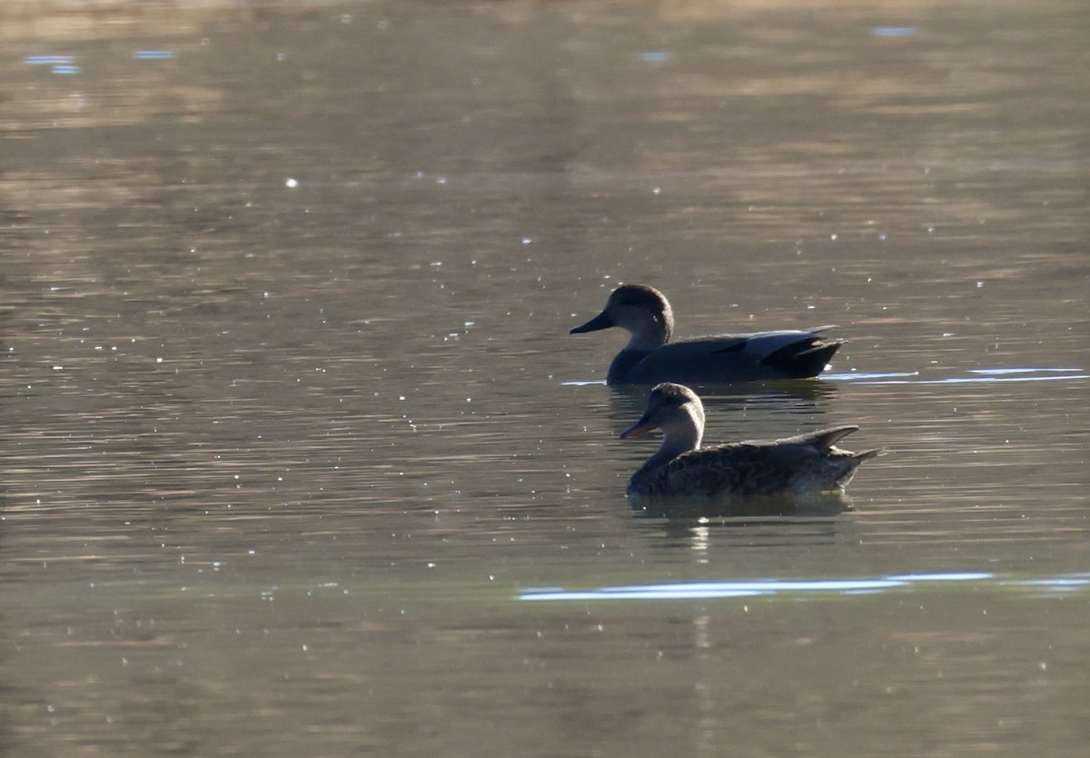 Серая утка - ML645754622