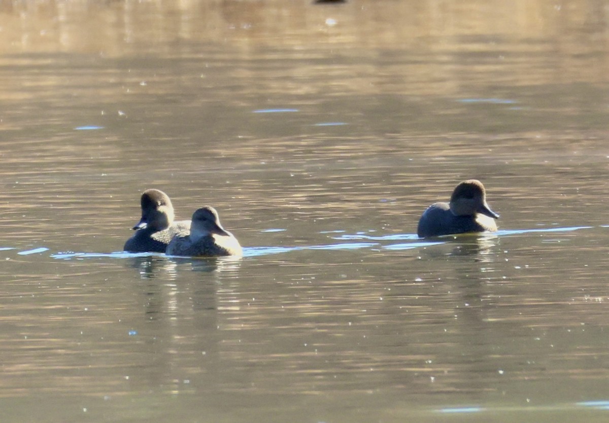 Серая утка - ML645754623