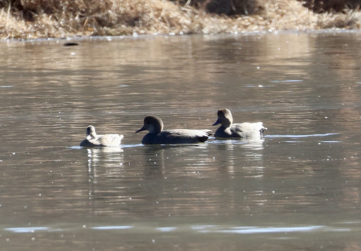 Серая утка - ML645754624