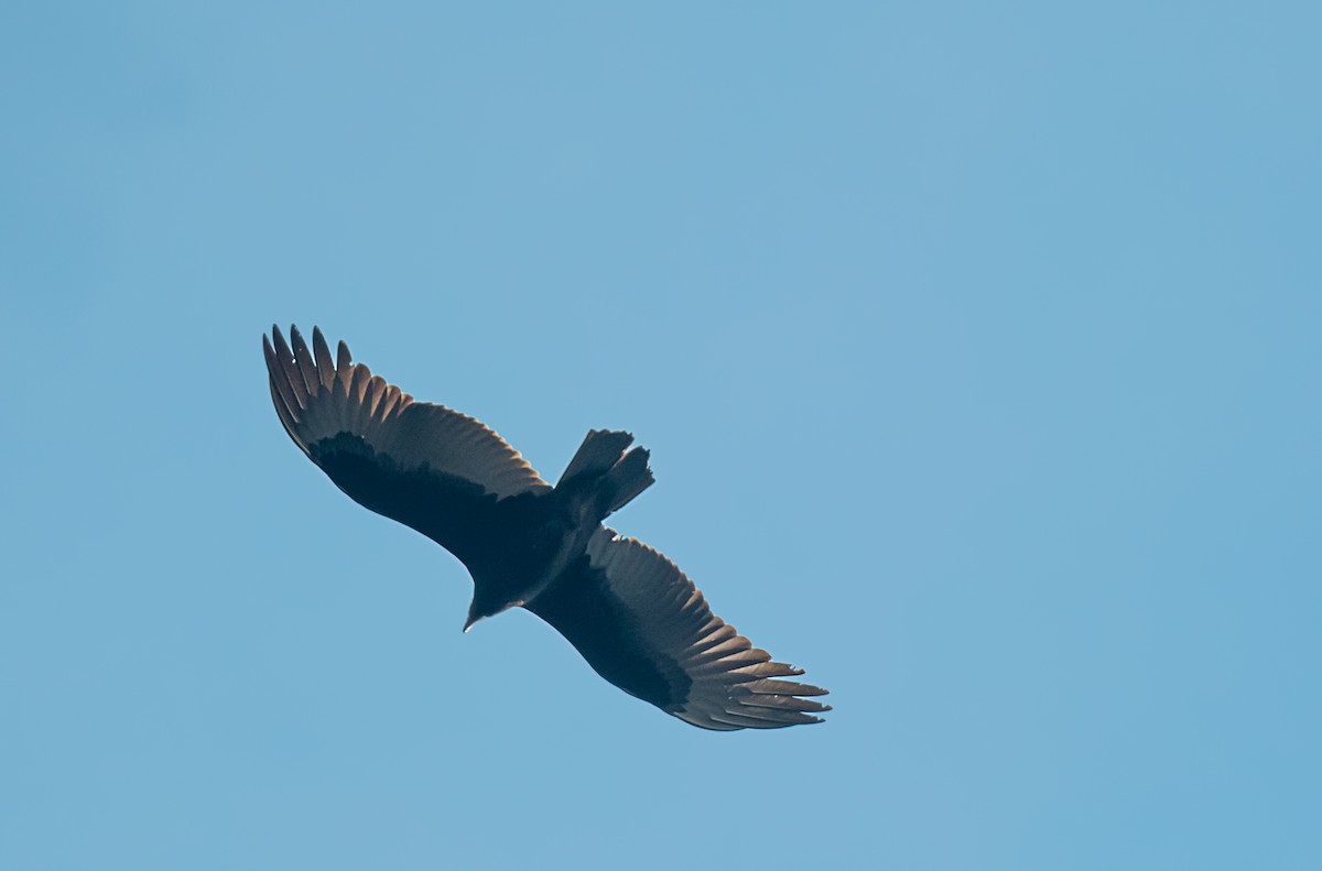 Turkey Vulture - ML645754629