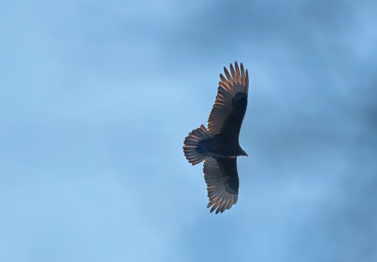 Turkey Vulture - ML645754630