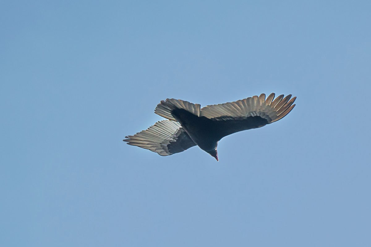 Turkey Vulture - ML645754631