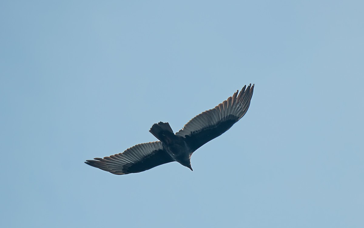 Turkey Vulture - ML645754632
