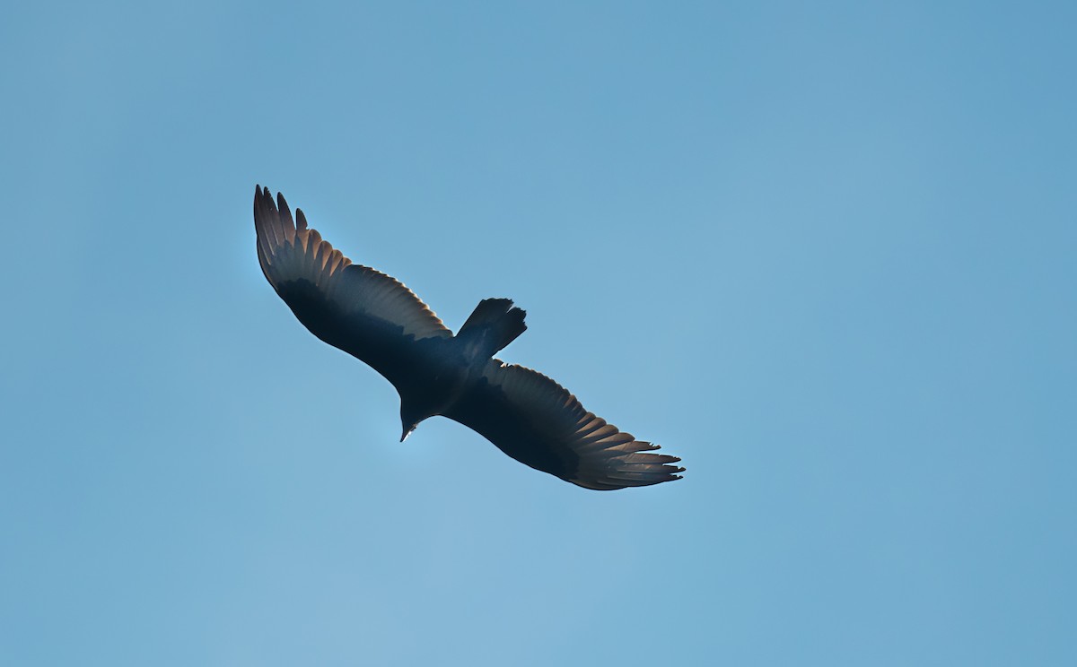 Turkey Vulture - ML645754633