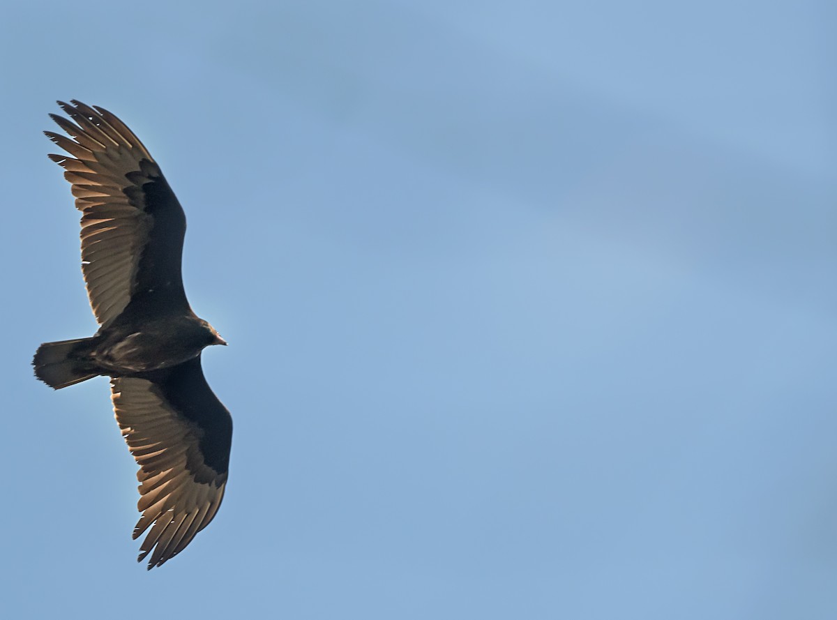 Turkey Vulture - ML645754634