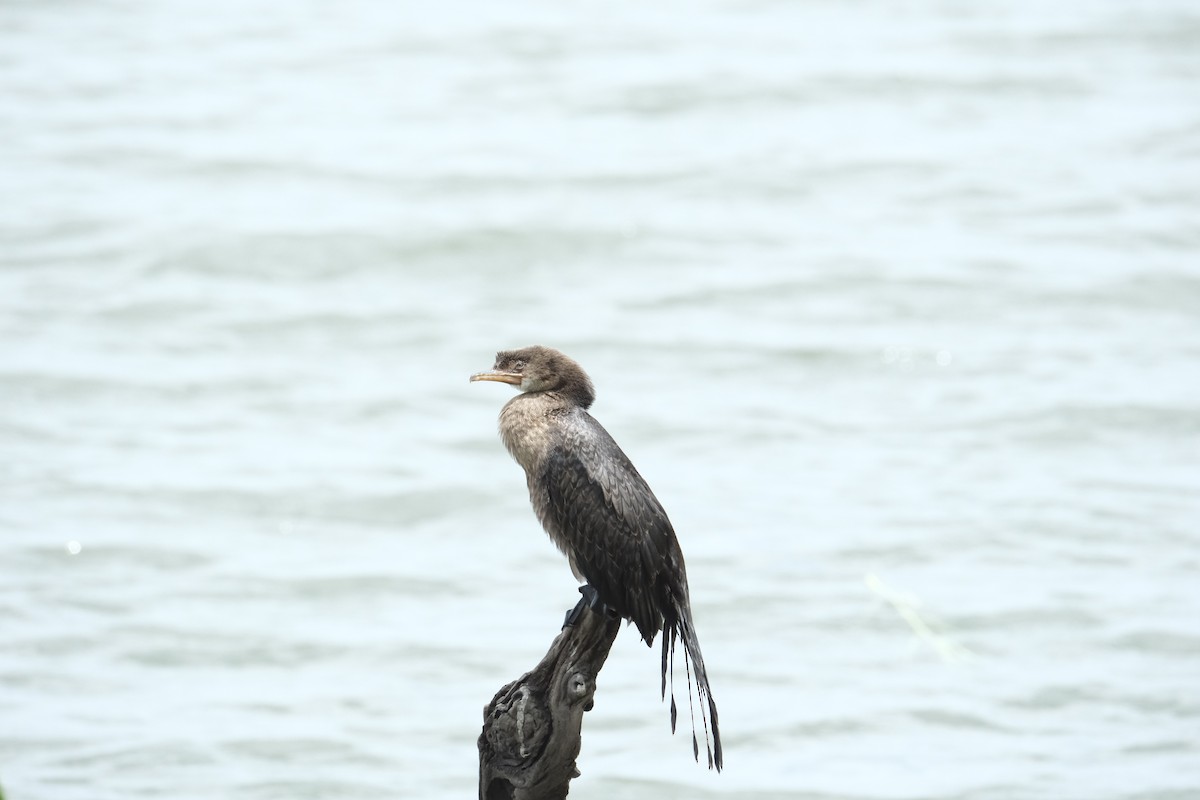 kormorán dlouhoocasý - ML645754635