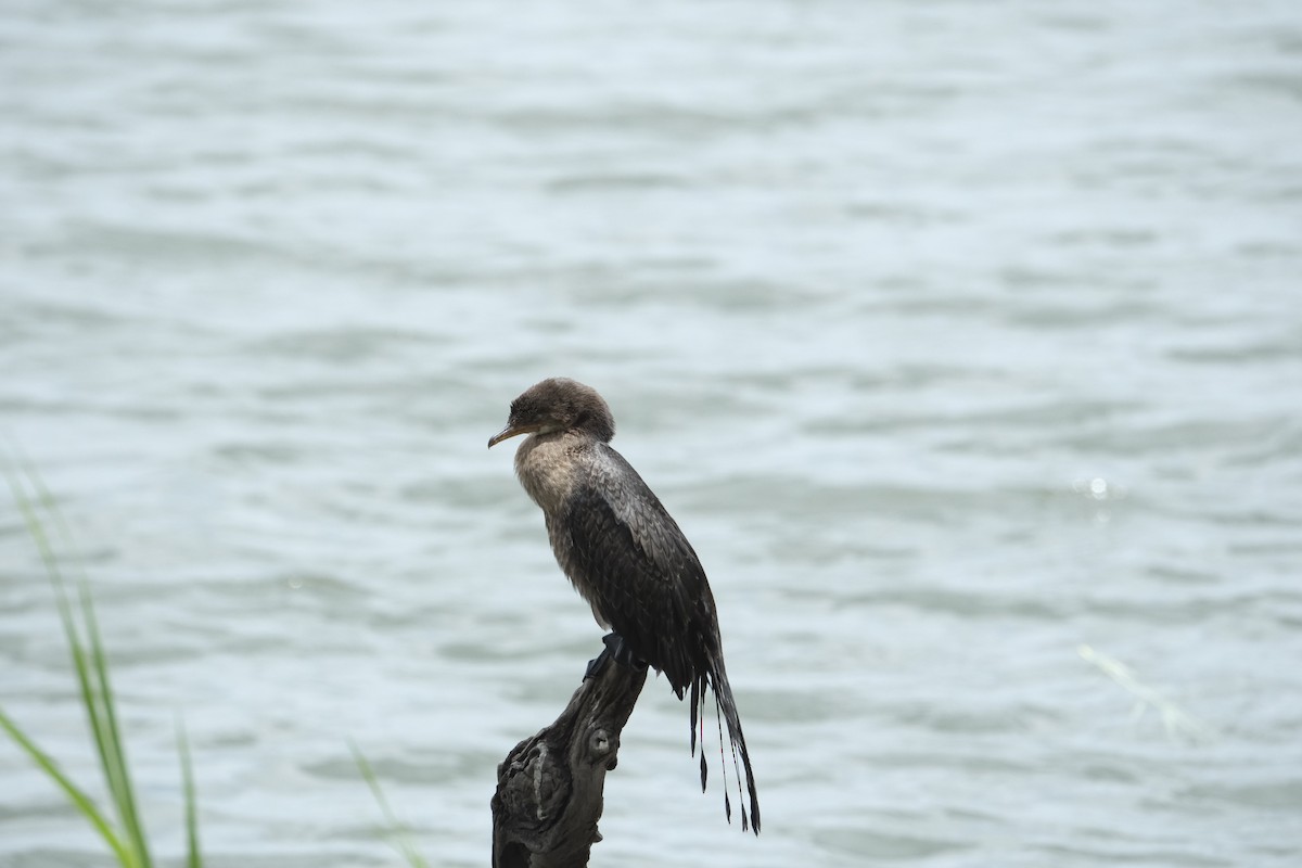 kormorán dlouhoocasý - ML645754638