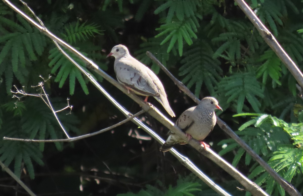 Common Ground Dove - ML645754640