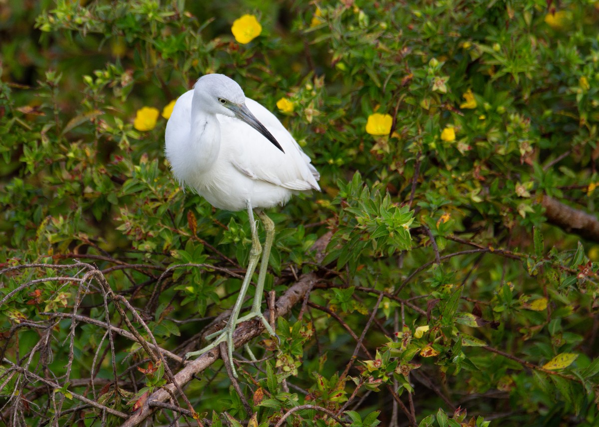 Little Blue Heron - ML645754641