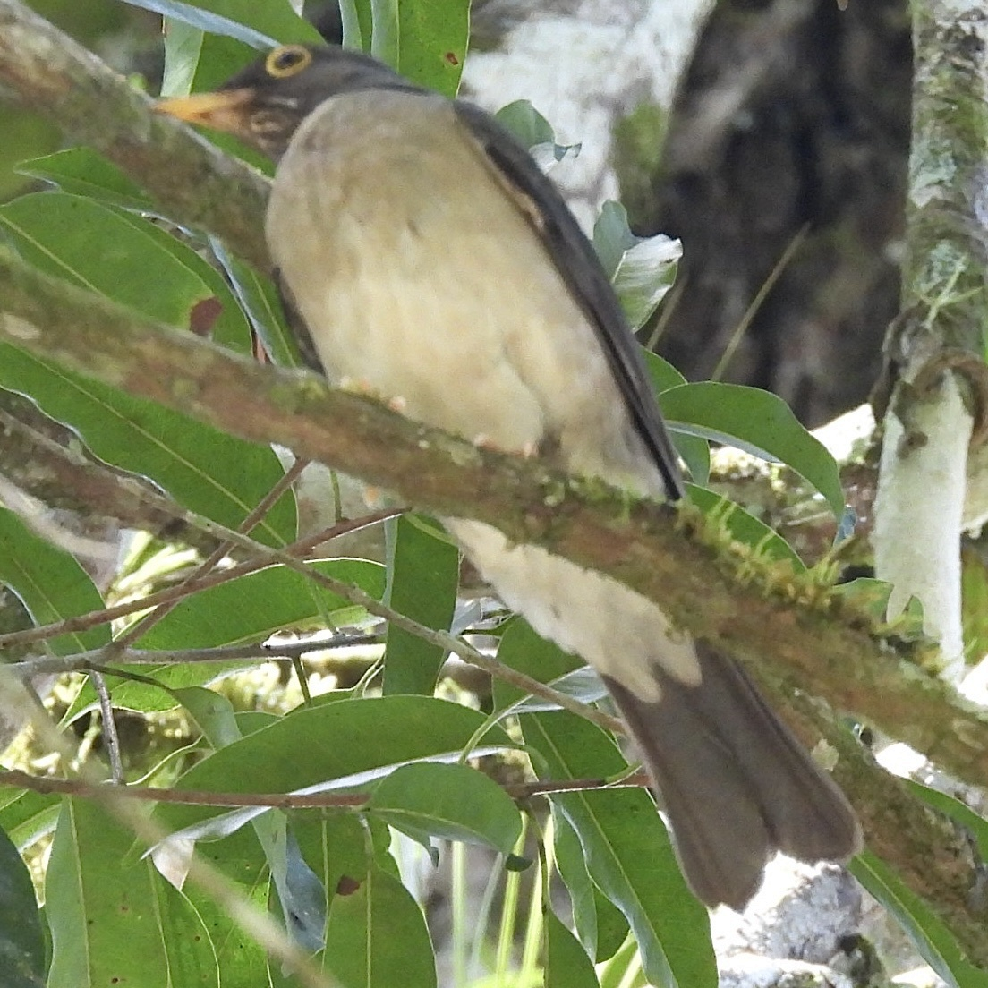 White-throated Thrush - ML645754651