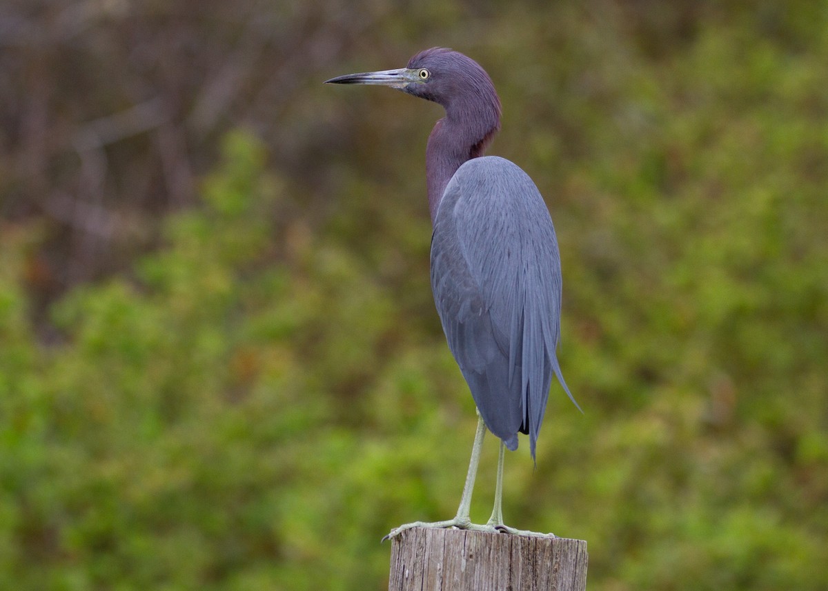 Little Blue Heron - ML645754652