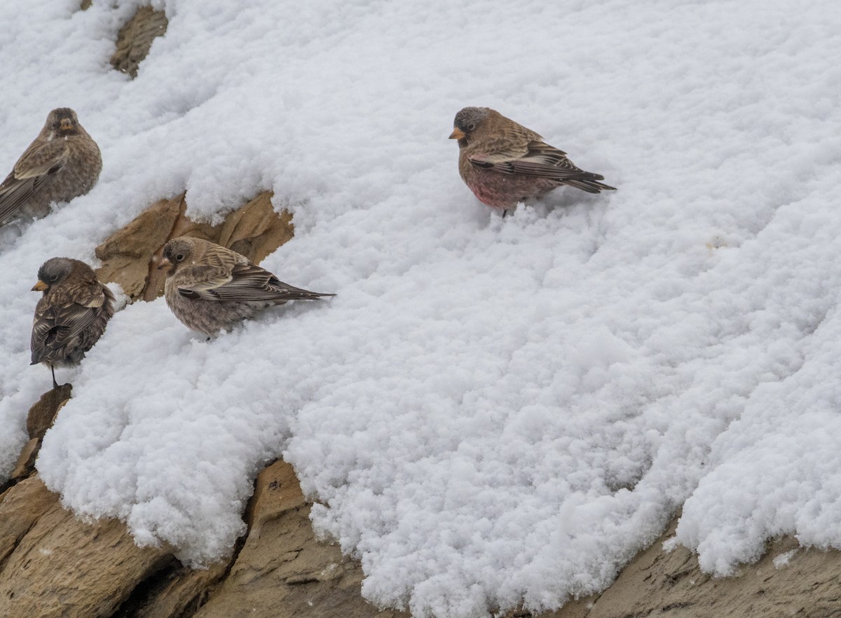 pěnkavice coloradská - ML645754653