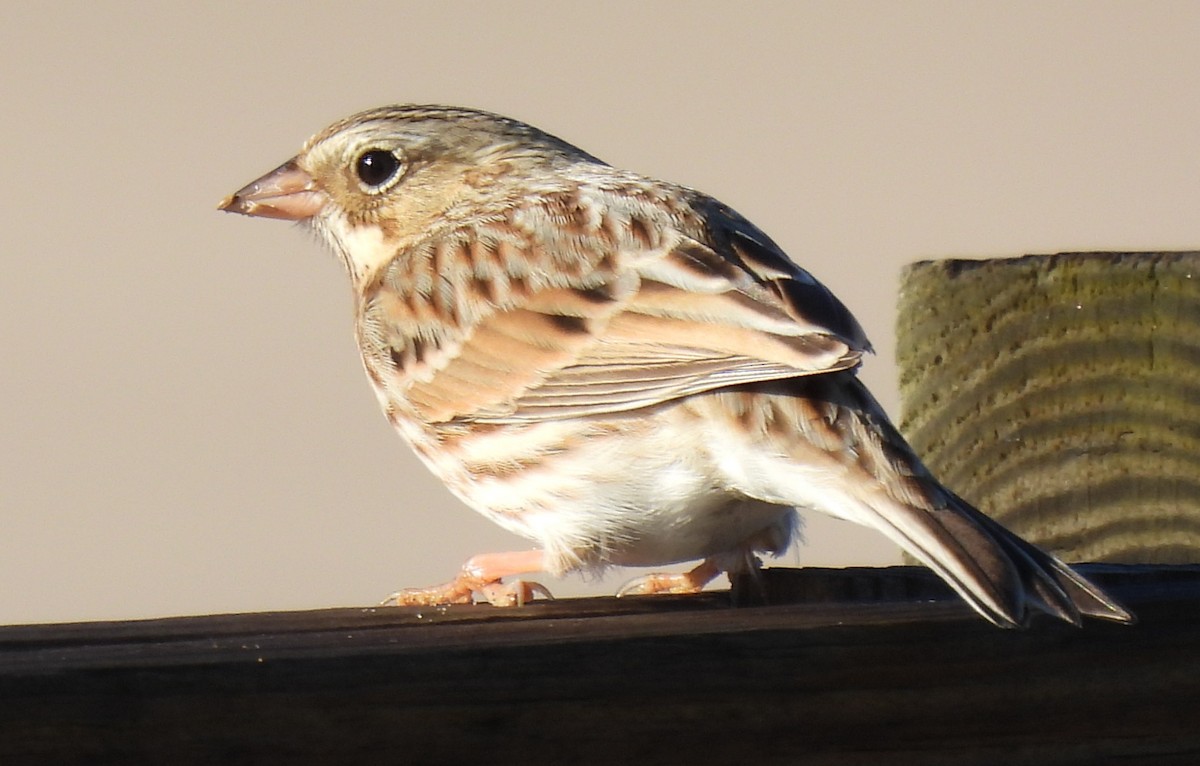 Savannah Sparrow - ML645754661