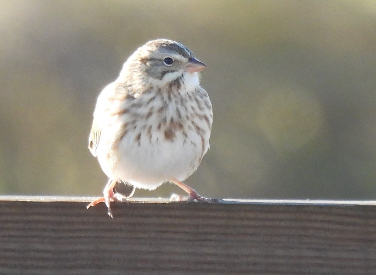 Savannah Sparrow - ML645754672