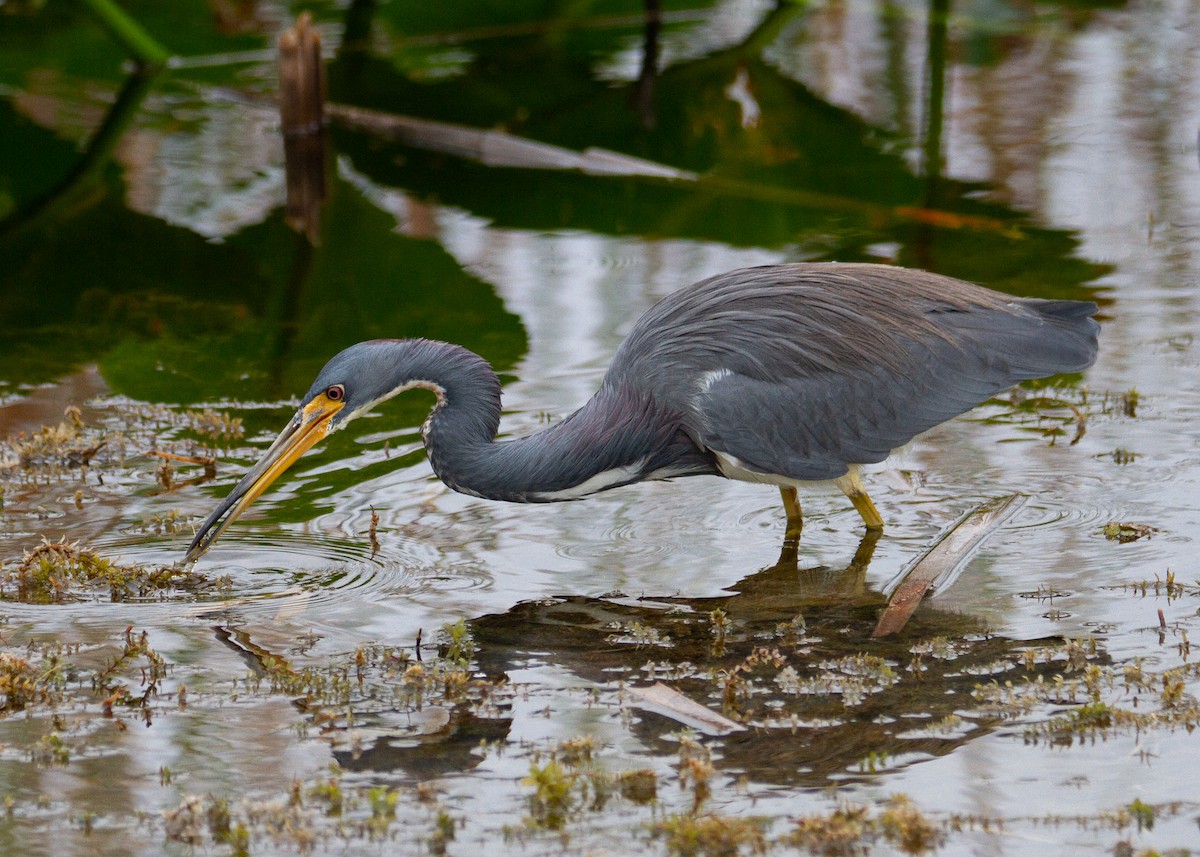 Tricolored Heron - ML645754676