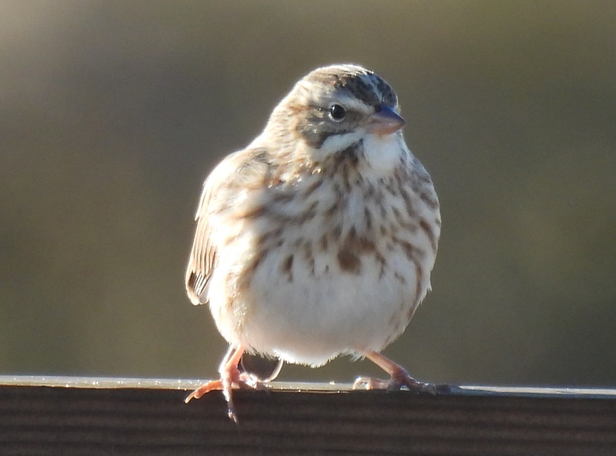 Savannah Sparrow - ML645754682