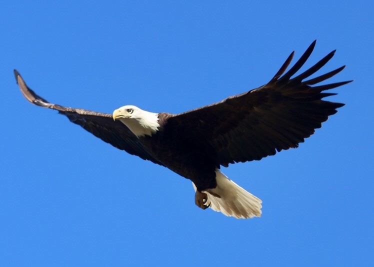 Pygargue à tête blanche - ML645754698