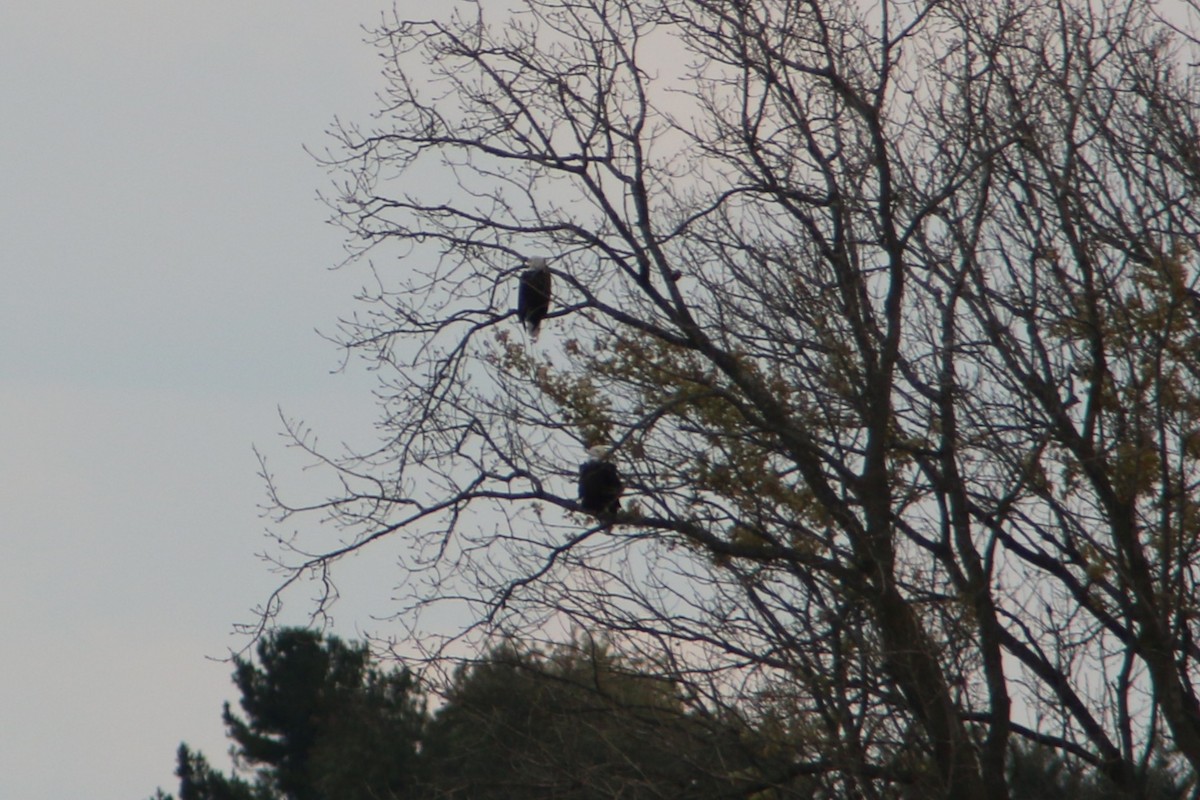 Pygargue à tête blanche - ML645754707