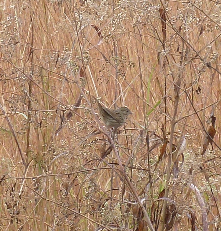 Lincoln's Sparrow - ML645754708