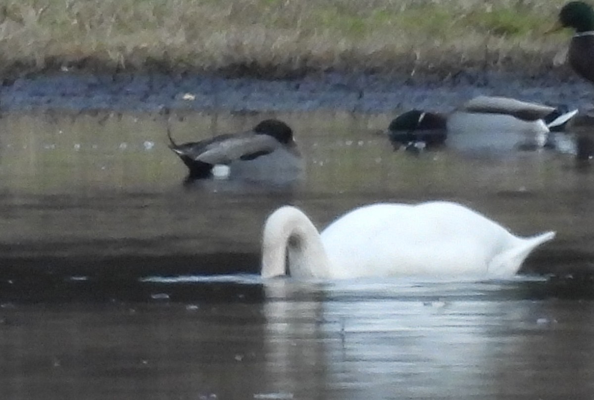 Mallard x Northern Pintail (hybrid) - ML645754710