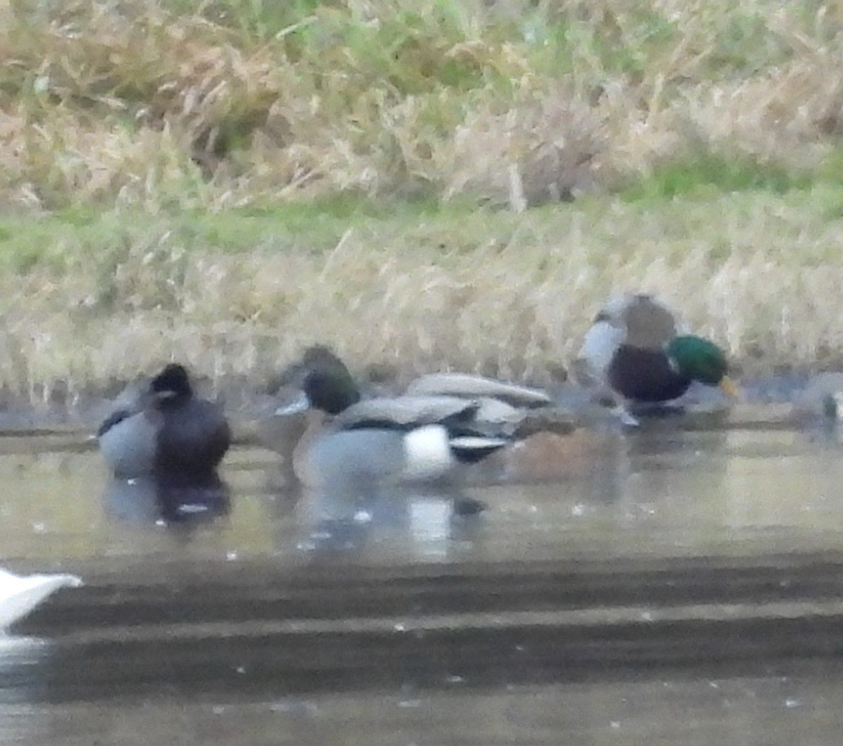 Mallard x Northern Pintail (hybrid) - ML645754711