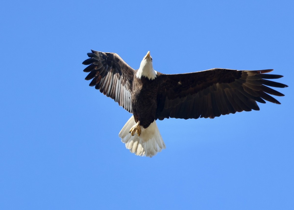 Pygargue à tête blanche - ML645754716