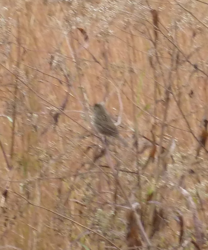 Lincoln's Sparrow - ML645754717