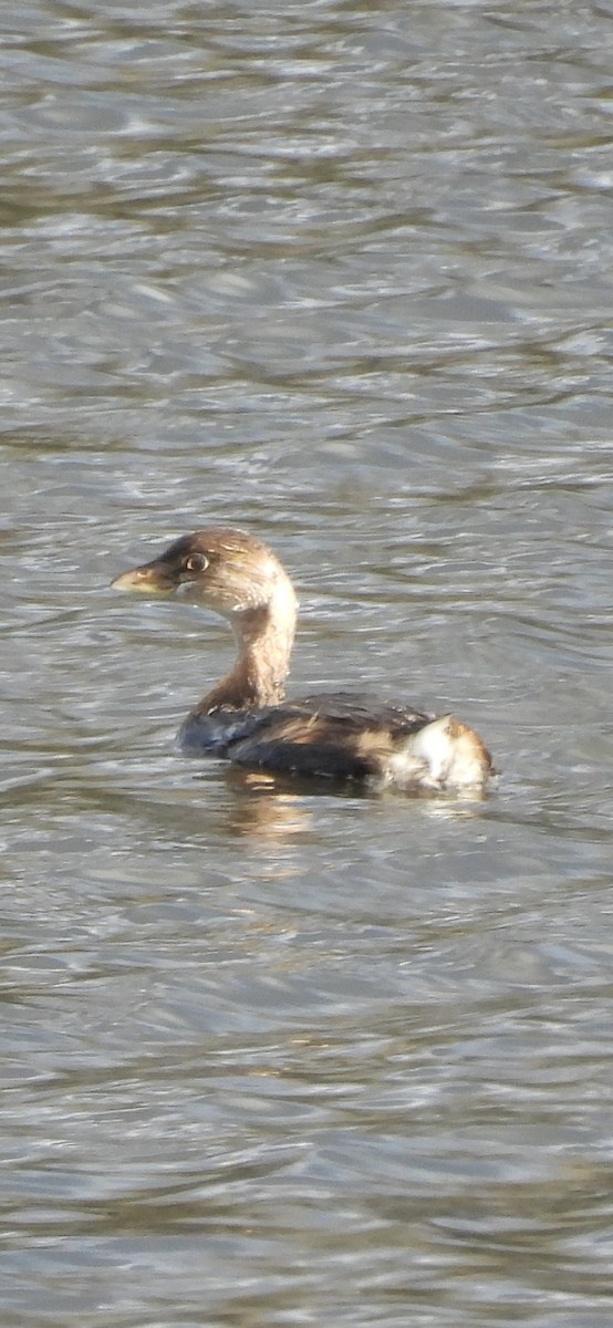 Pied-billed Grebe - ML645754718