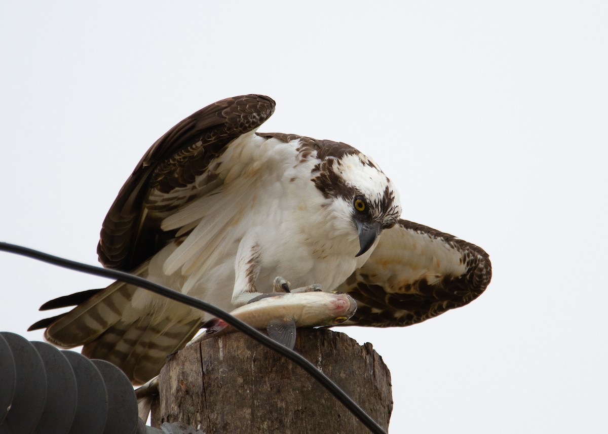 Osprey - ML645754719