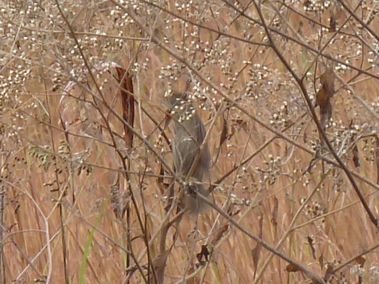 Lincoln's Sparrow - ML645754721