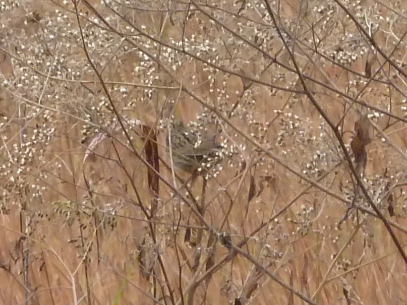Lincoln's Sparrow - ML645754722