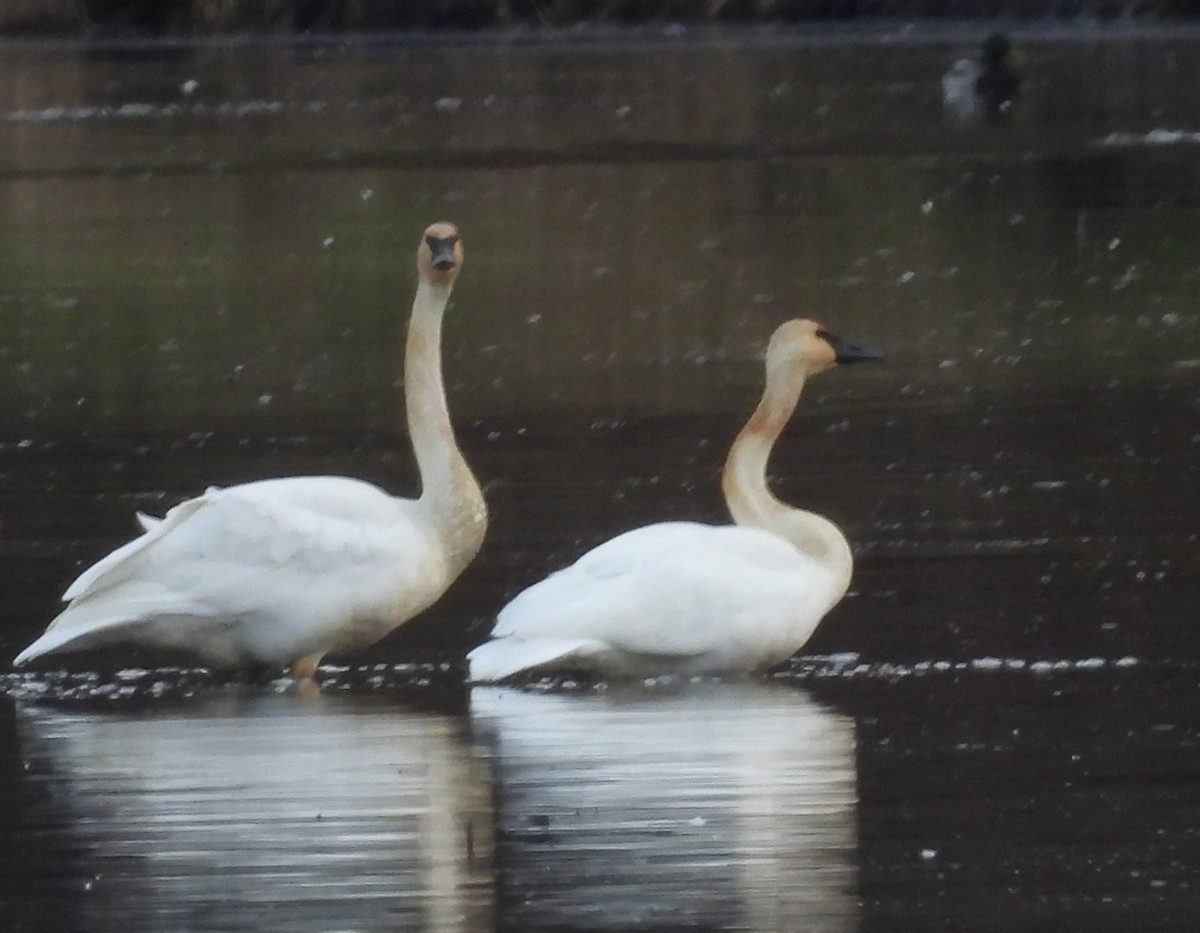 Trumpeter Swan - ML645754724