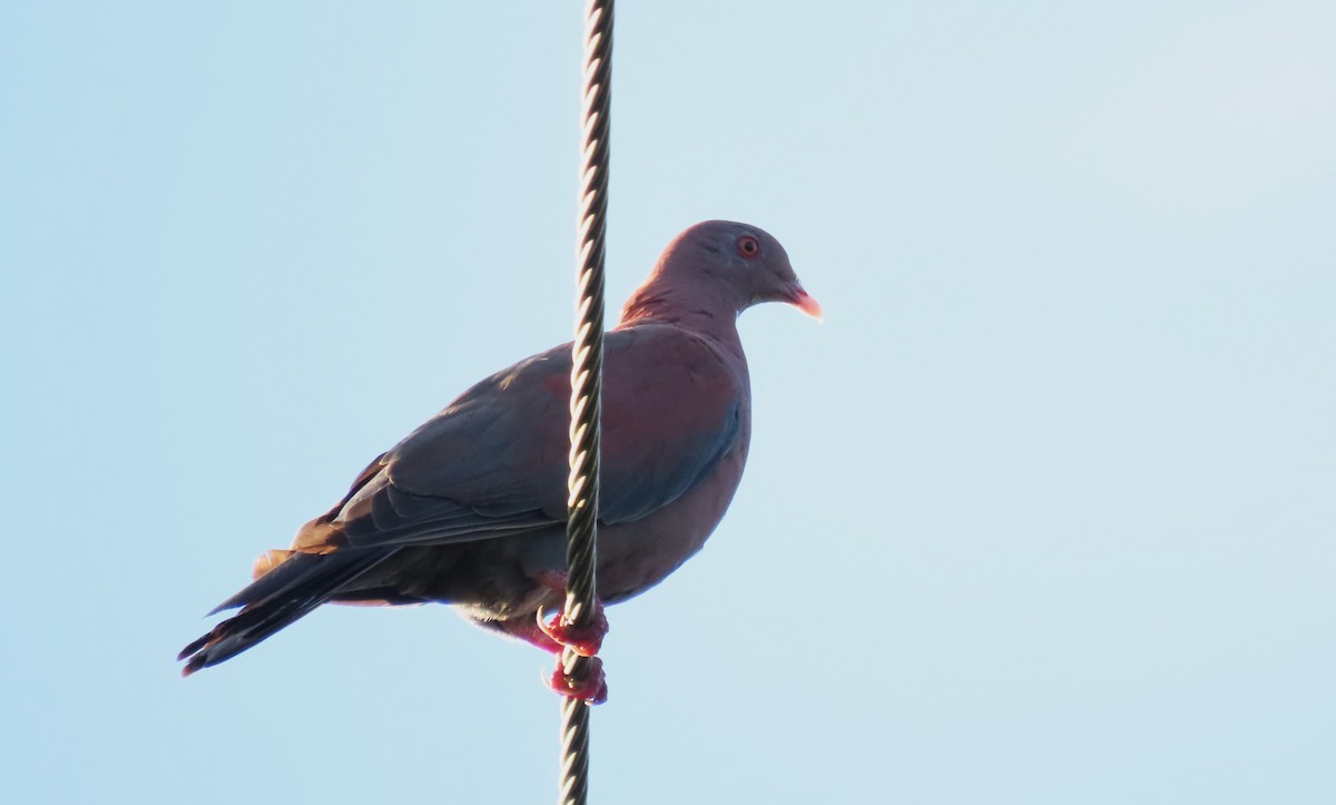 Red-billed Pigeon - ML645754725