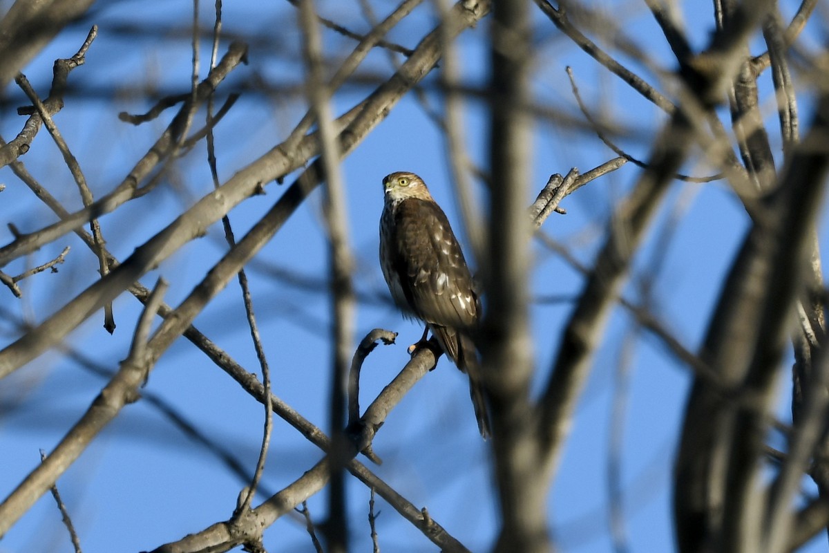 Sharp-shinned Hawk - ML645754728