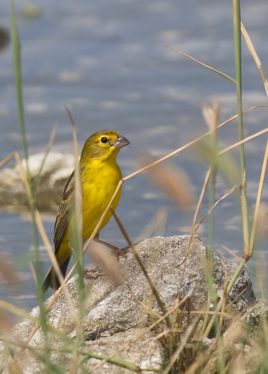 Grassland Yellow-Finch - ML645754729
