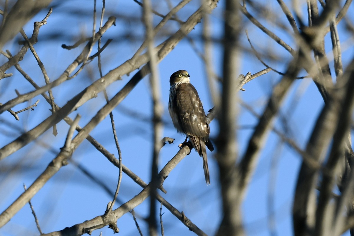 Sharp-shinned Hawk - ML645754732