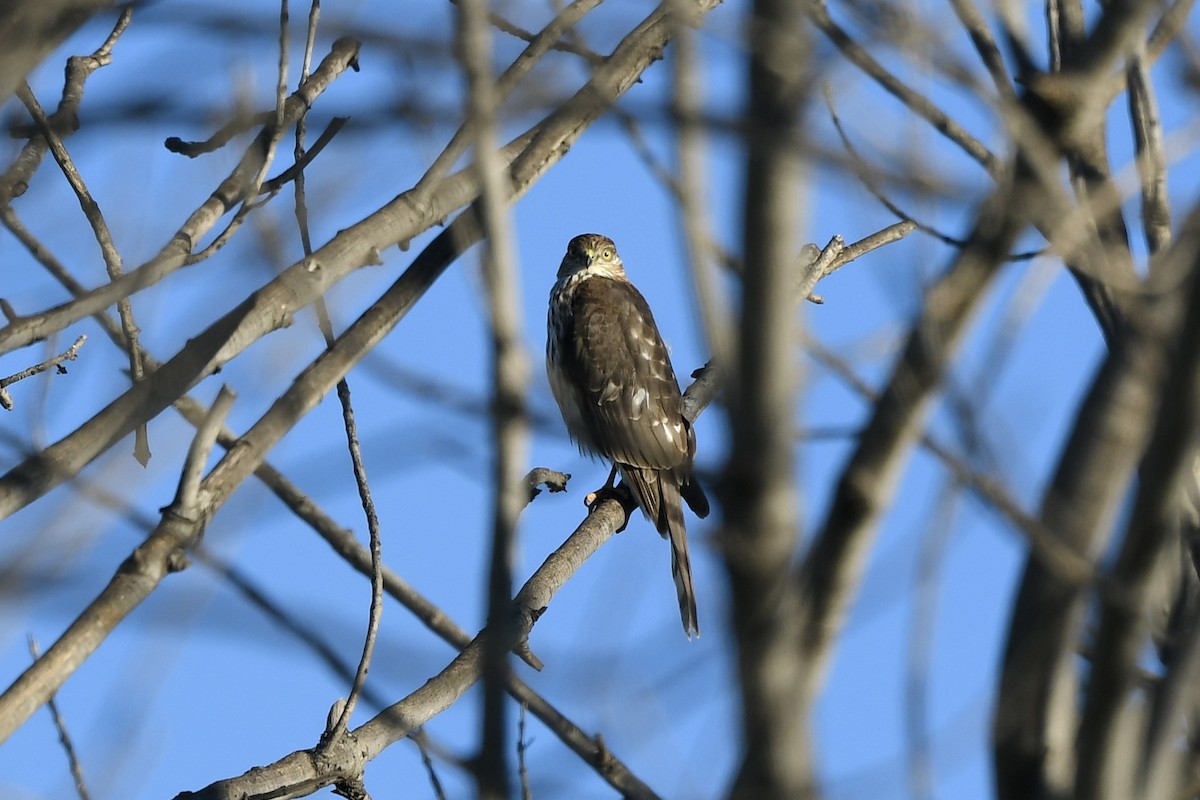 Sharp-shinned Hawk - ML645754733