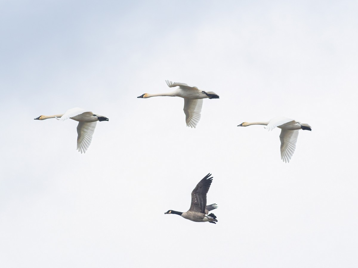 Tundra Swan - ML645754737