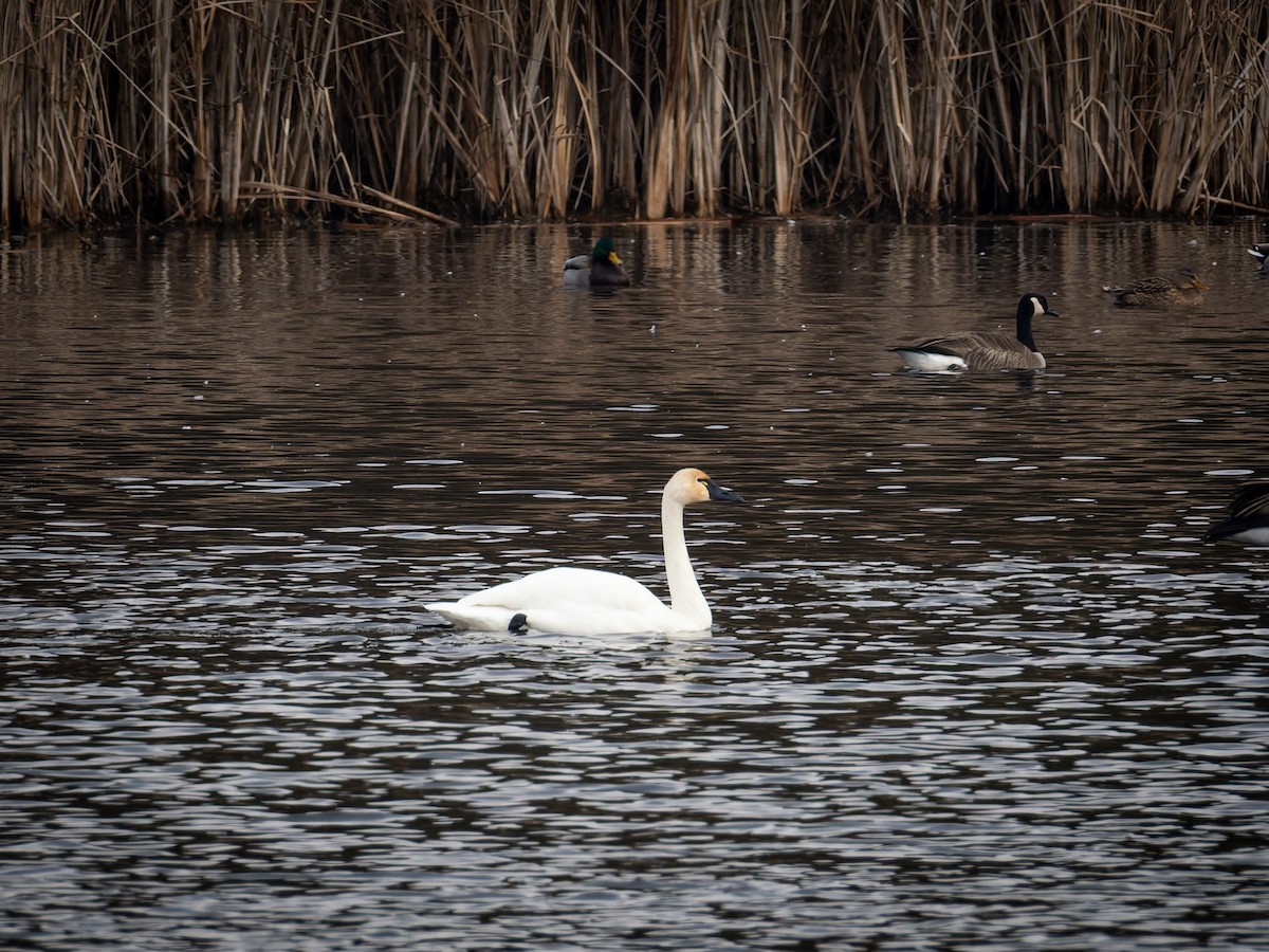 Tundra Swan - ML645754739