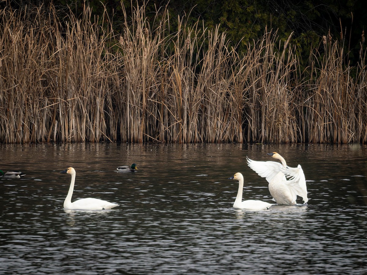Tundra Swan - ML645754740