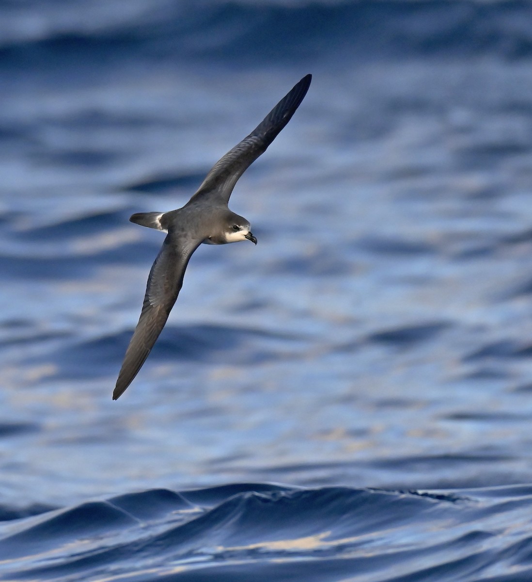 Bermuda Petrel - ML645754745
