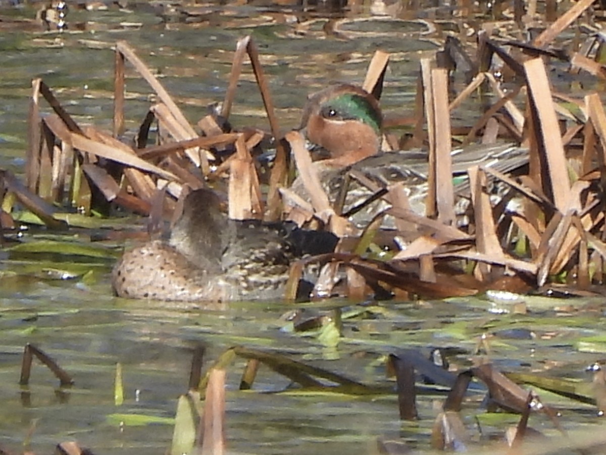 Green-winged Teal - ML645754753