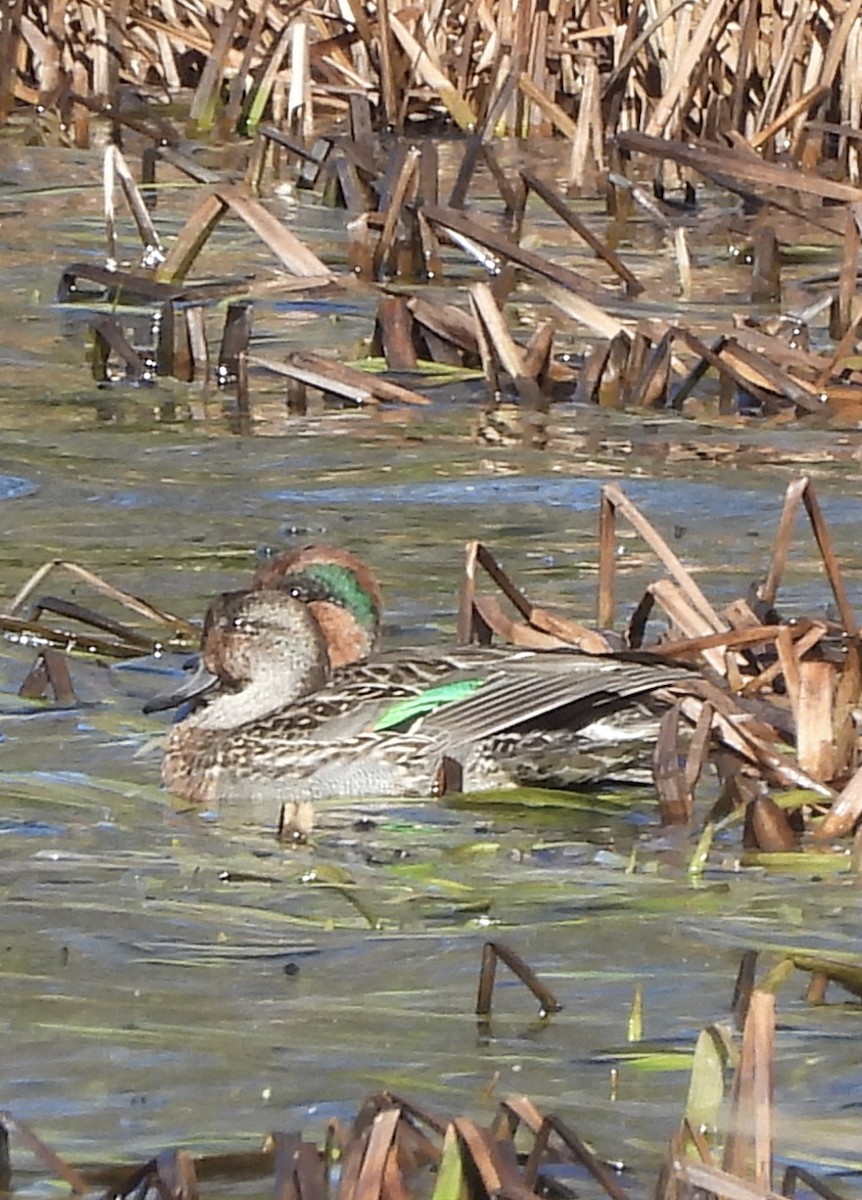 Green-winged Teal - ML645754754